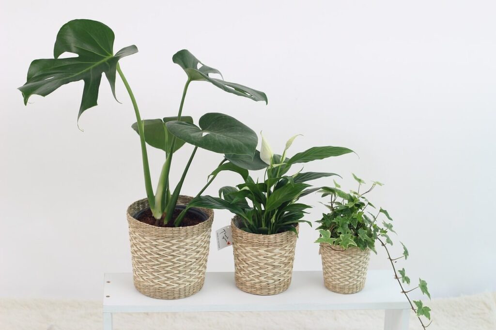 3 plants in wicker or straw pots sitting on a white table